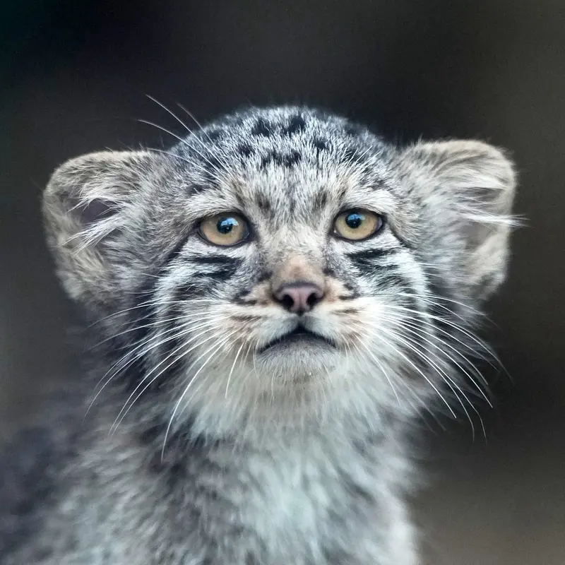 Bono the Pallas's cat from Kobe Animal Kingdom