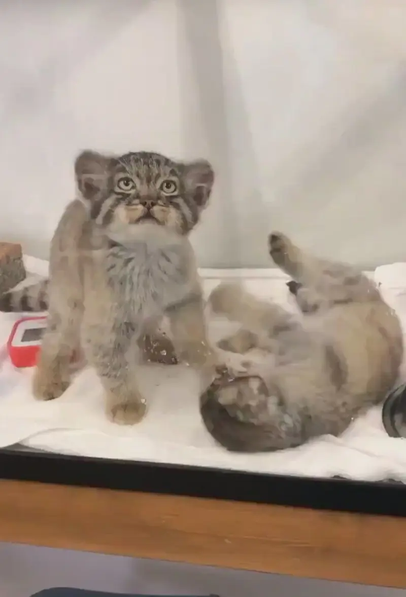 A photograph of a Pallas's cat