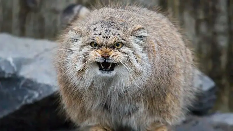 A photograph of a Pallas's cat