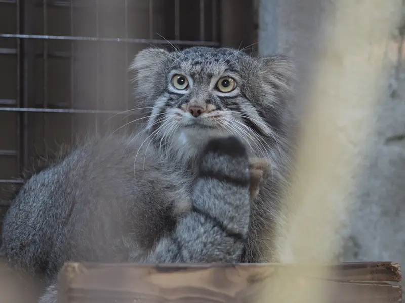 A photograph of Figa in Nogeyama Zoo