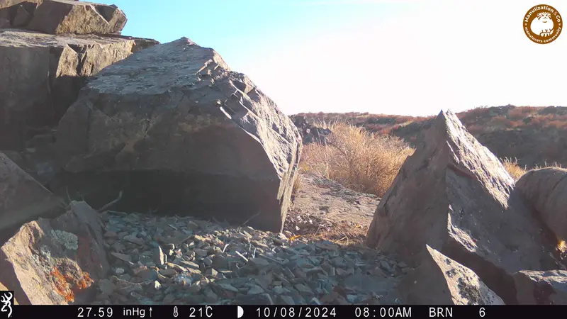 A photograph of Otocolobus manul manul from Kiikbai [new] camera trap