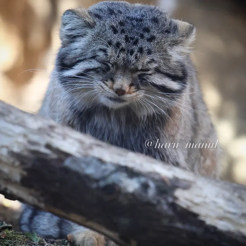 A photograph of Nagomu in Nasu Animal Kingdom