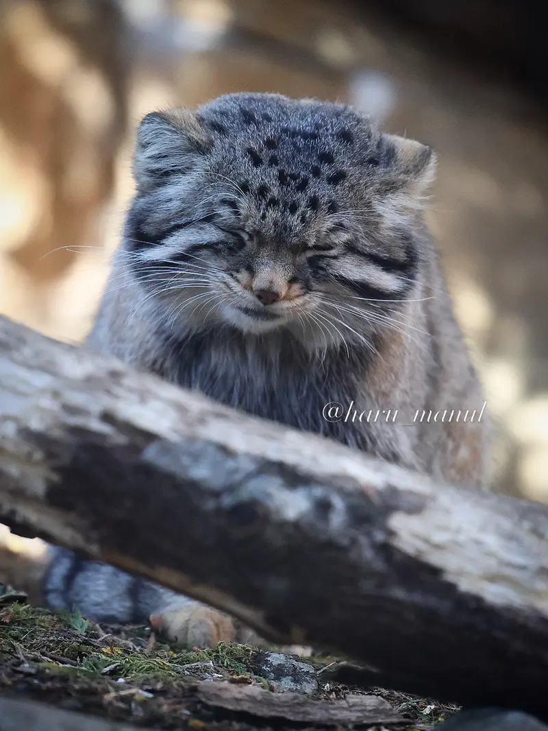 A photograph of Nagomu in Nasu Animal Kingdom