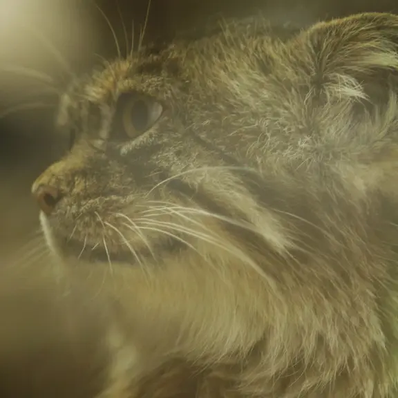 A photograph of a Pallas's cat in Ueno Zoological Gardens