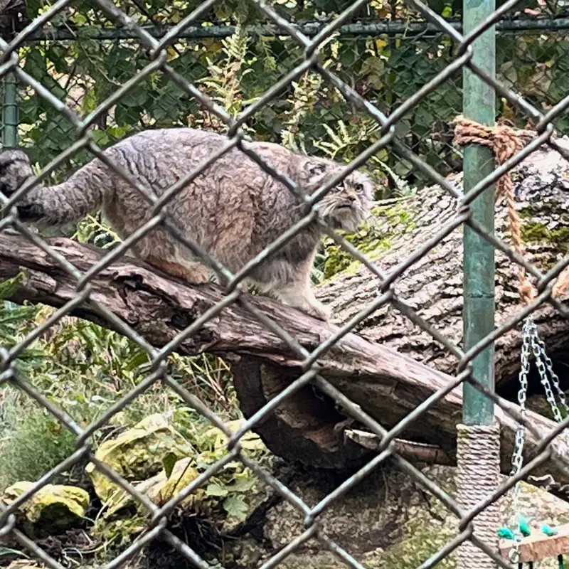 A photograph of a Pallas's cat