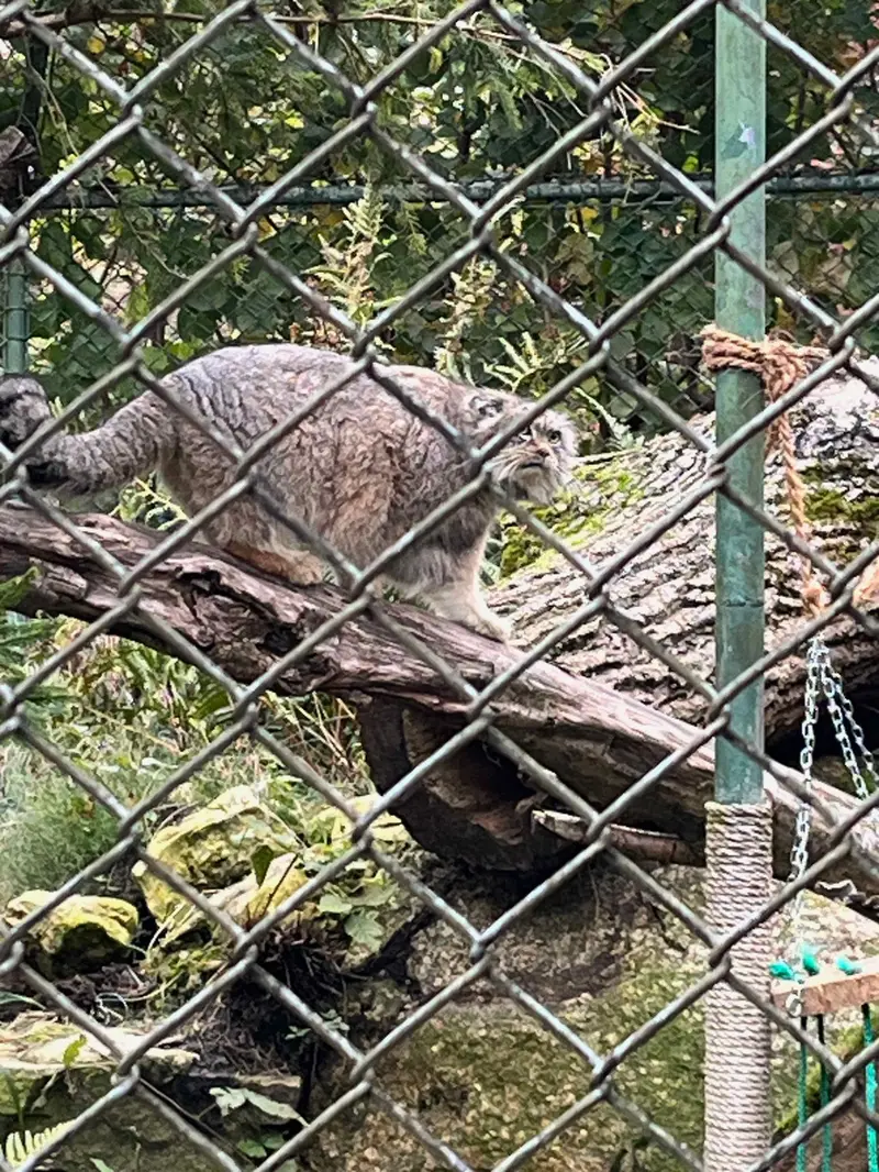 A photograph of a Pallas's cat