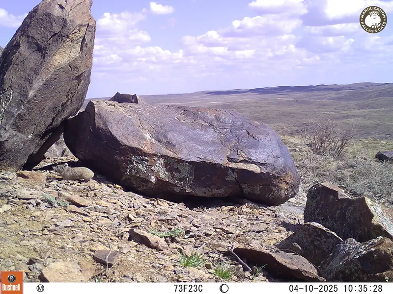 A photograph of Kazakh pika from Koshkar camera trap