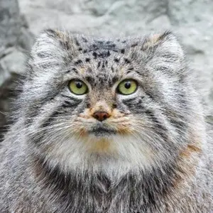 Pema the Pallas's cat from Calgary Zoo / Wilder Institute