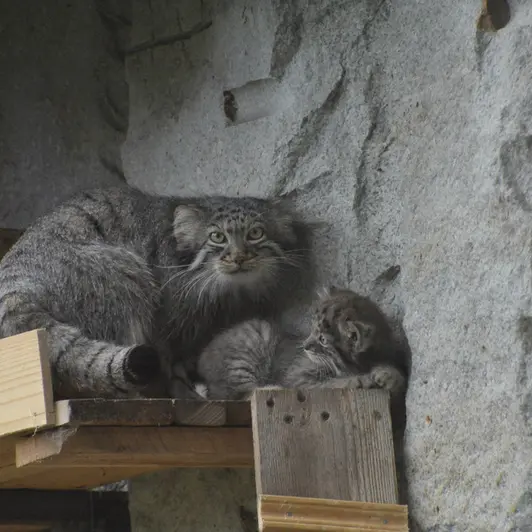 A photograph of Darlay in Moscow zoo