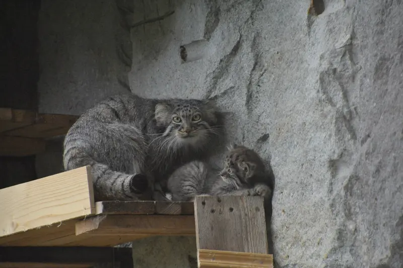 A photograph of Varvara and Darlay in Moscow zoo