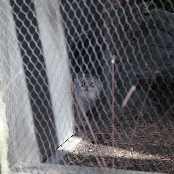 A photograph of Sarnai in Prospect Park Zoo