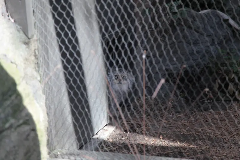 A photograph of Sarnai in Prospect Park Zoo