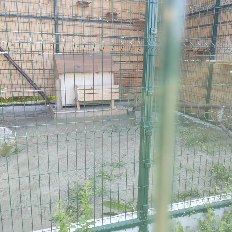 A photograph of Chip in Barnaul zoo “Lesnaya skazka”