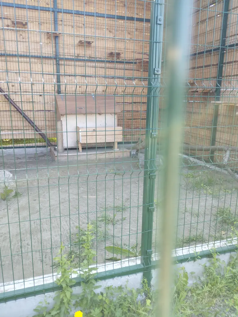 A photograph of Chip in Barnaul zoo “Lesnaya skazka”