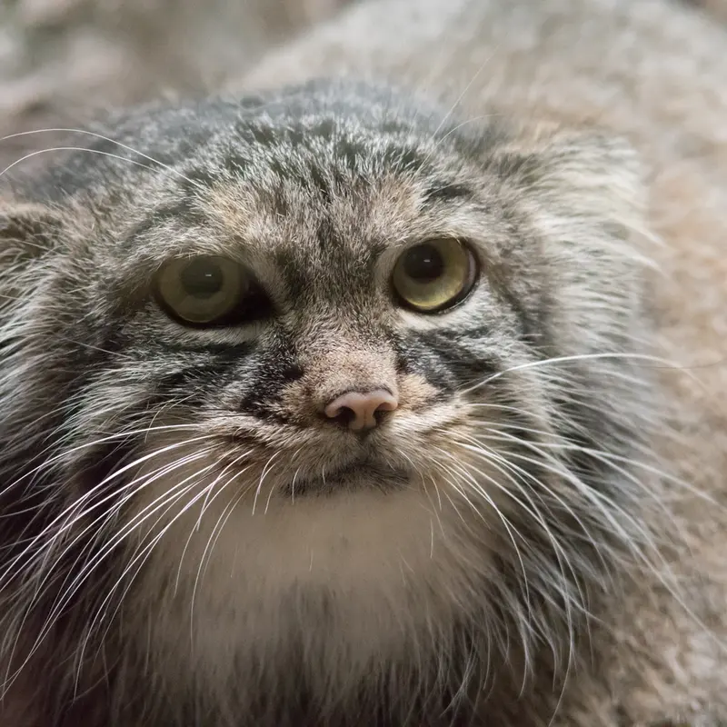 A photograph of Shafran in Ueno Zoological Gardens