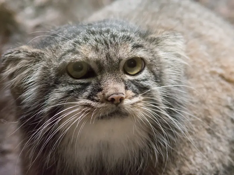 A photograph of Shafran in Ueno Zoological Gardens