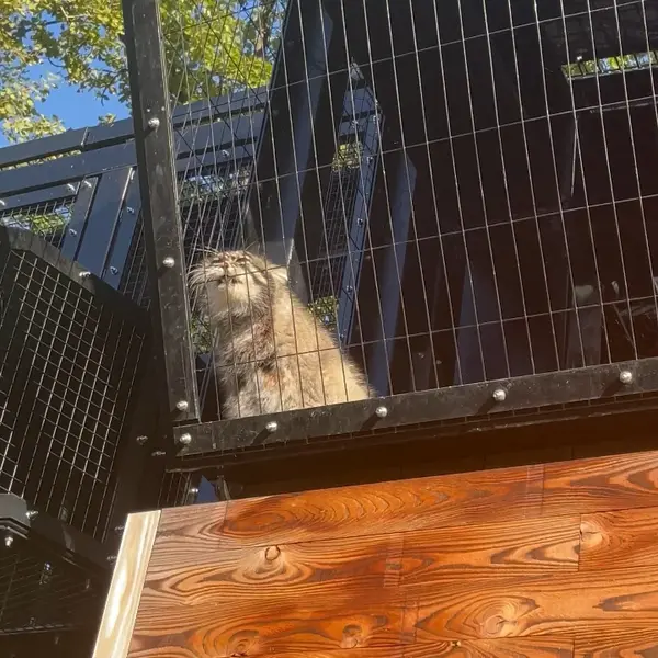 A photograph of Grusha in Asahiyama Zoo