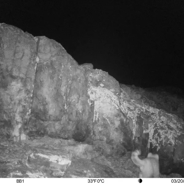 A photograph of Otocolobus manul manul from Aktas-Kunkora [new] camera trap