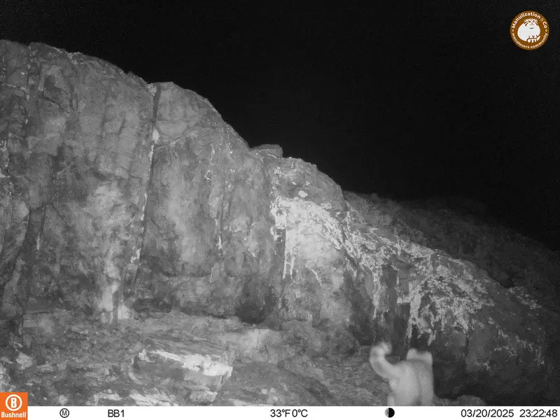 A photograph of Otocolobus manul manul from Aktas-Kunkora camera trap