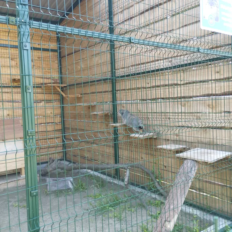A photograph of Chip in Barnaul zoo “Lesnaya skazka”