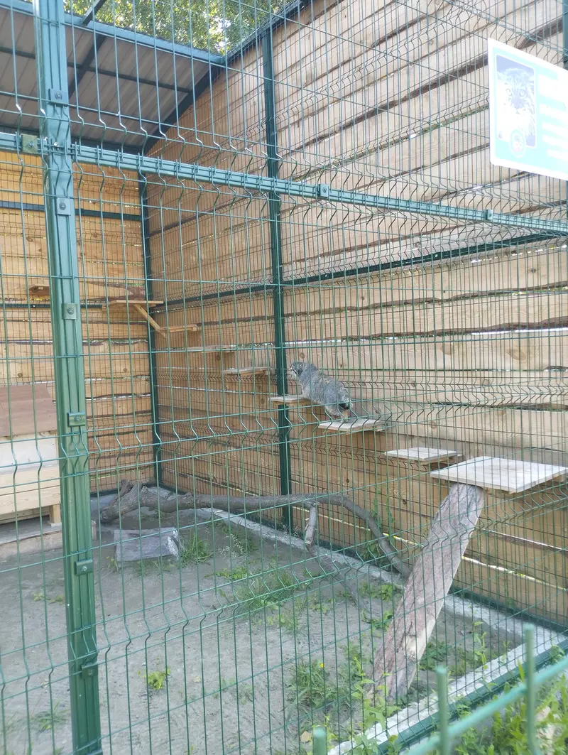 A photograph of Chip in Barnaul zoo “Lesnaya skazka”