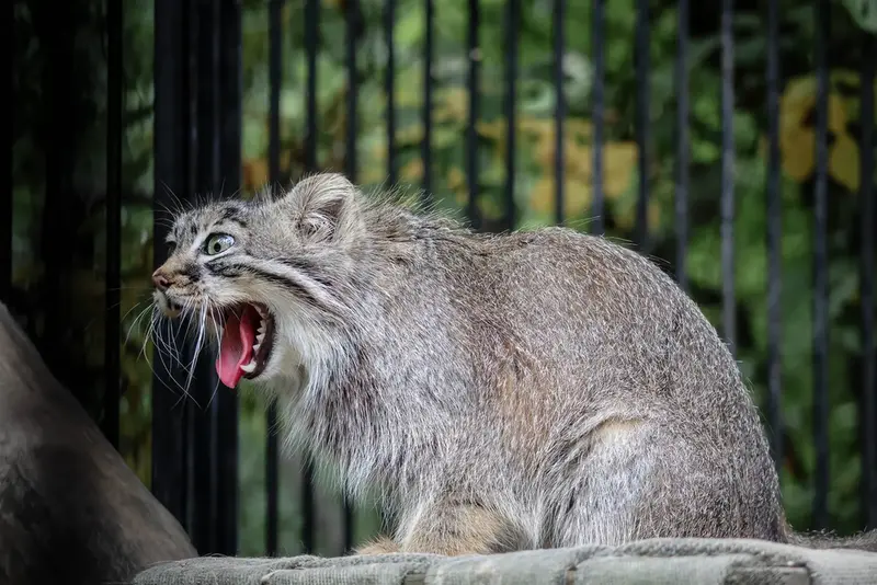 A photograph of Gabi in Novosibirsk Zoo
