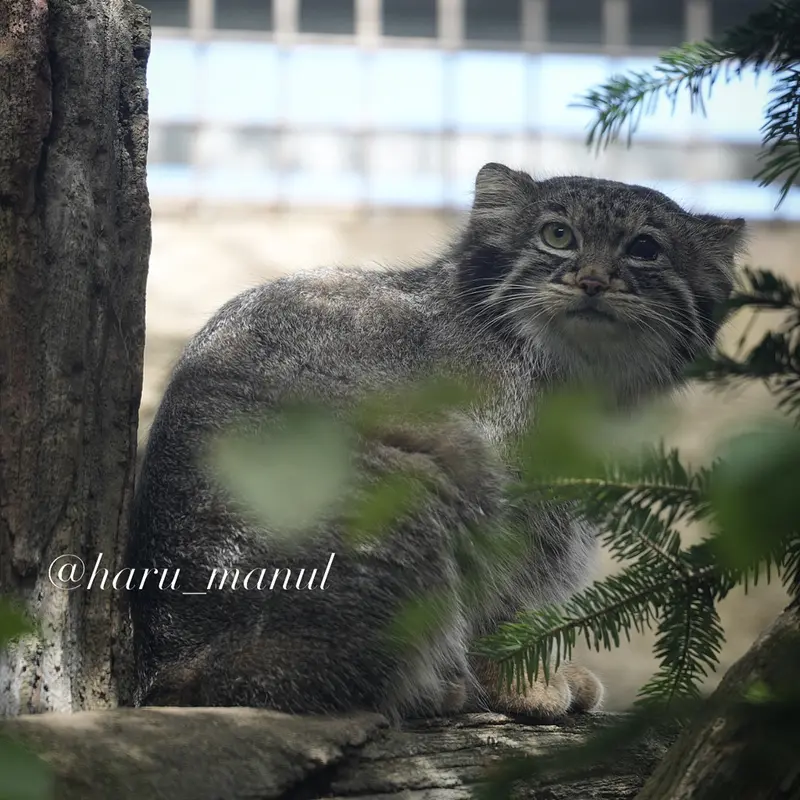 A photograph of Abrikos in Nasu Animal Kingdom