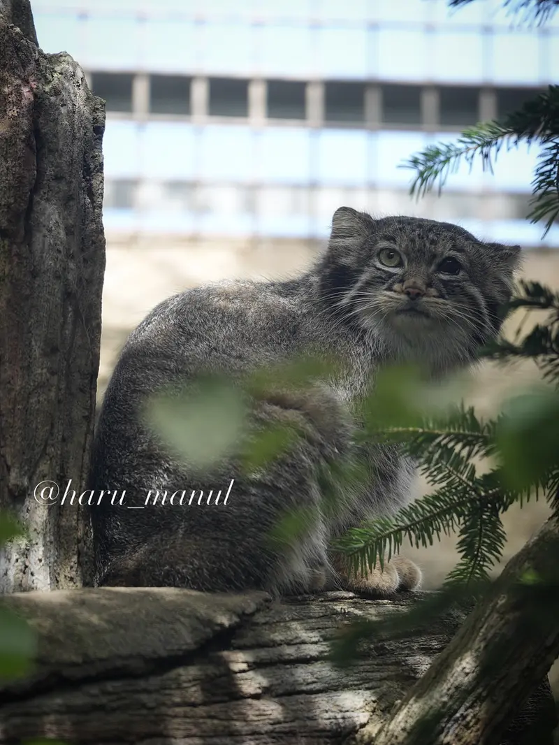 A photograph of Abrikos in Nasu Animal Kingdom