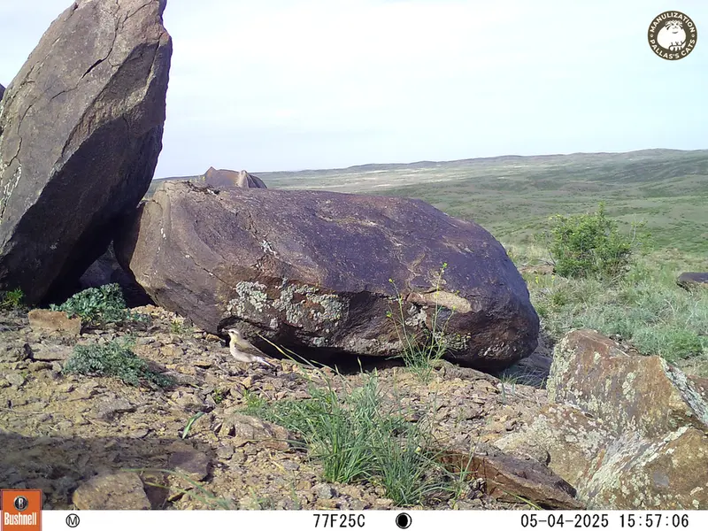A photograph of a Pallas&#039;s cat from Koshkar camera trap