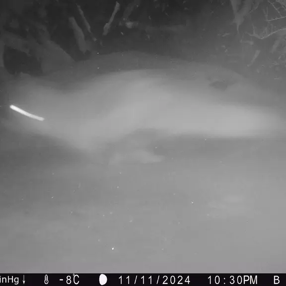 A photograph of Red fox from Egizkara [new] camera trap