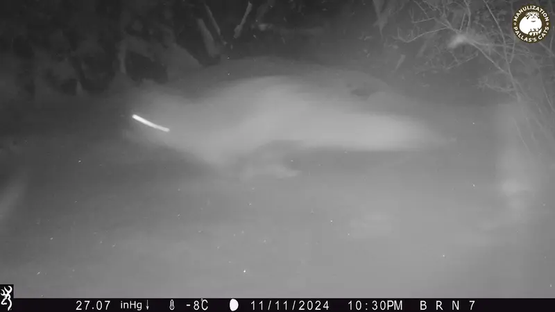 A photograph of Red fox from Egizkara [new] camera trap