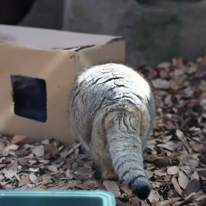 A photograph of Oliva in Saitama Children's Zoo
