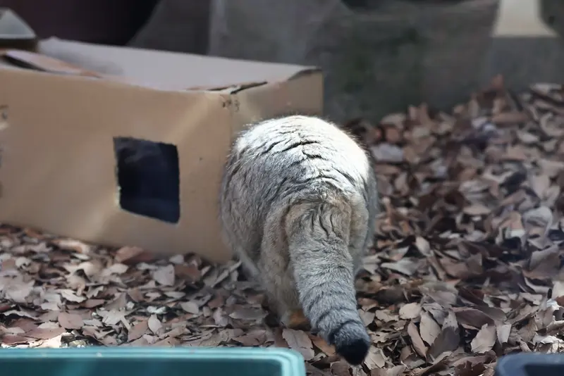 A photograph of Oliva in Saitama Children's Zoo