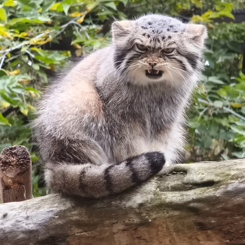 A photograph of Eve in Novosibirsk Zoo