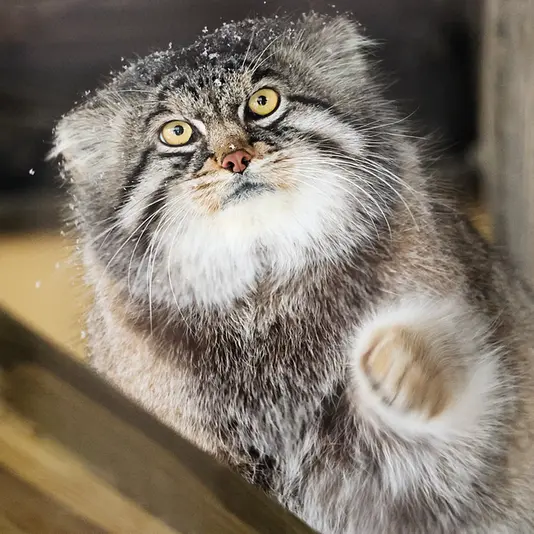 A photograph of Grusha in Asahiyama Zoo