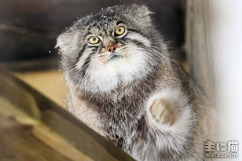 A photograph of Grusha in Asahiyama Zoo