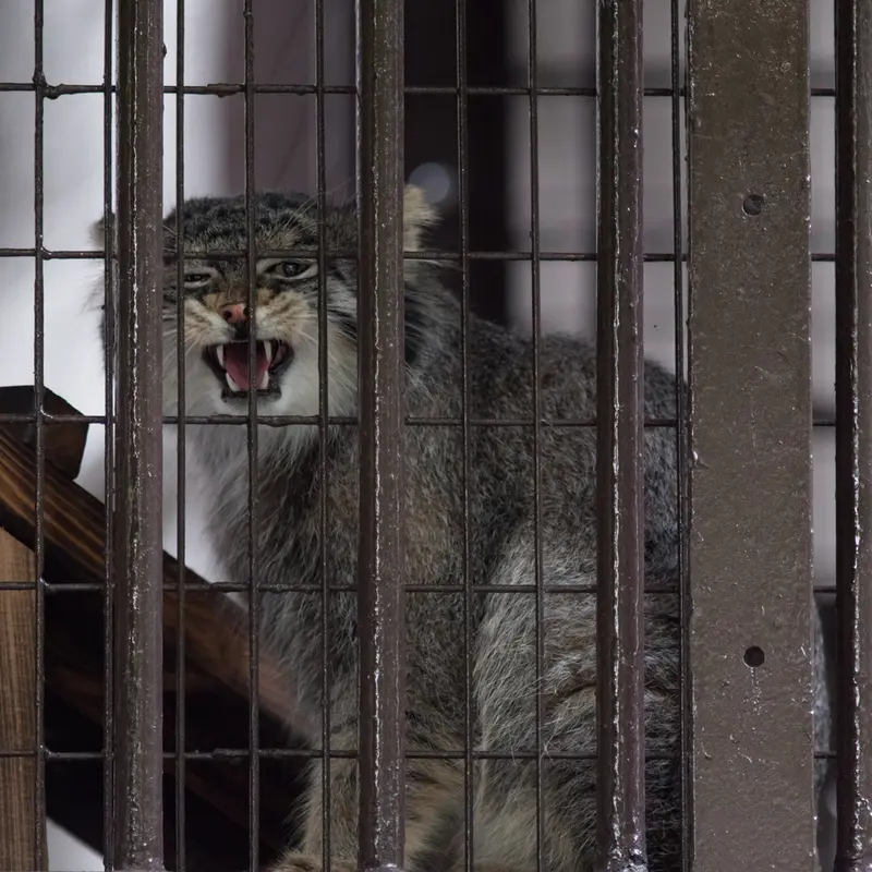 A photograph of Figa in Nogeyama Zoo