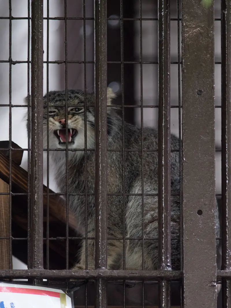 A photograph of Figa in Nogeyama Zoo