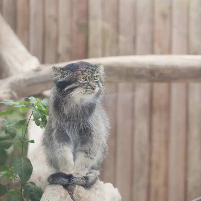 A photograph of Nar in Kobe Animal Kingdom