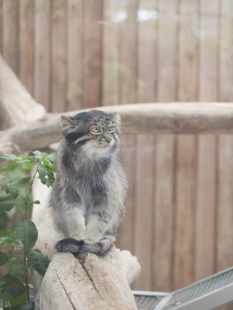 A photograph of Nar in Kobe Animal Kingdom