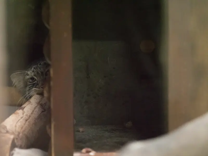 A photograph of Shafran in Ueno Zoological Gardens