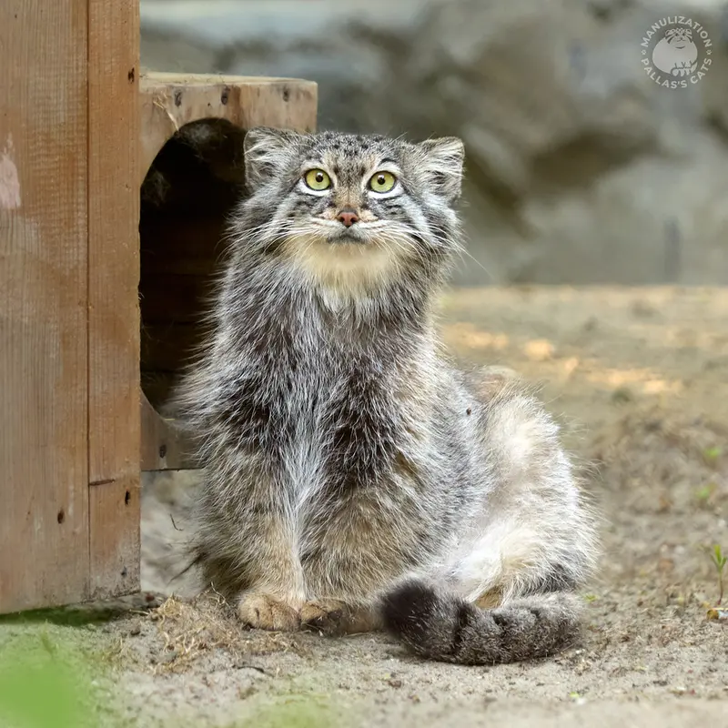 A photograph of Snezhana in Novosibirsk Zoo