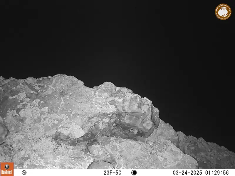 A photograph of Otocolobus manul manul from Besshoky 1 camera trap