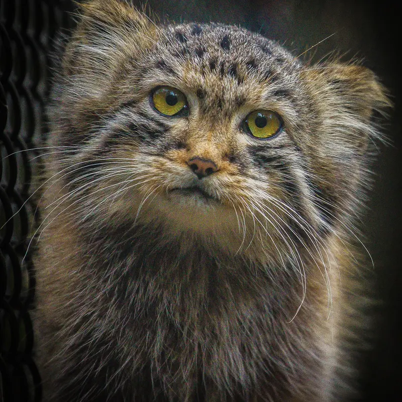 A photograph of Son of Lolo 2024 Ⅰ in Novosibirsk Zoo