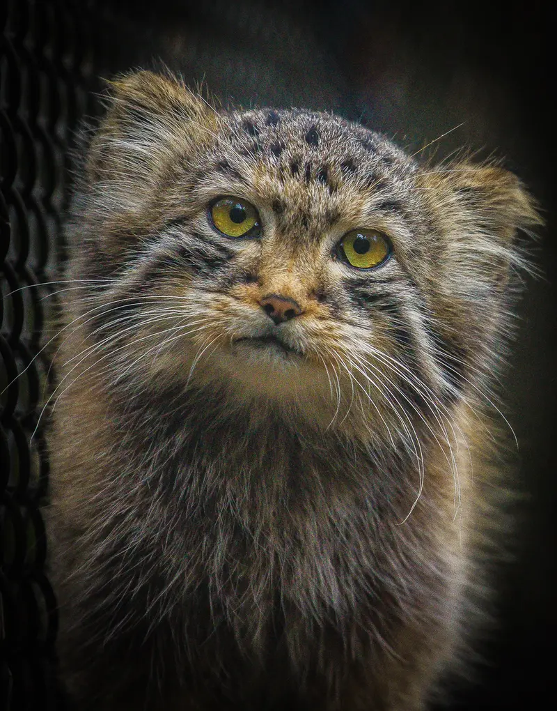 A photograph of Son of Lolo 2024 Ⅰ in Novosibirsk Zoo