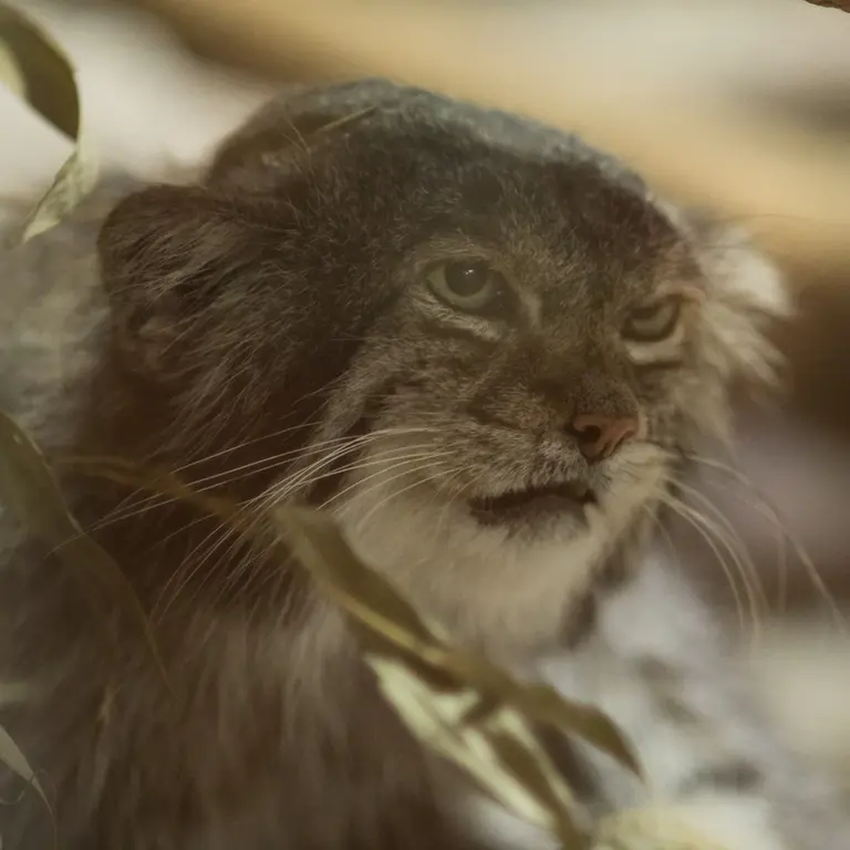 A photograph of Klyon in Ueno Zoological Gardens
