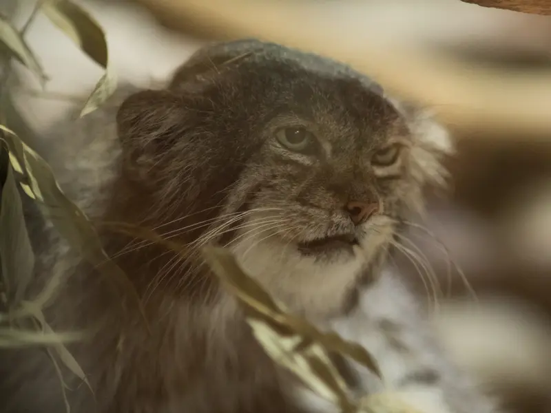 A photograph of Klyon in Ueno Zoological Gardens