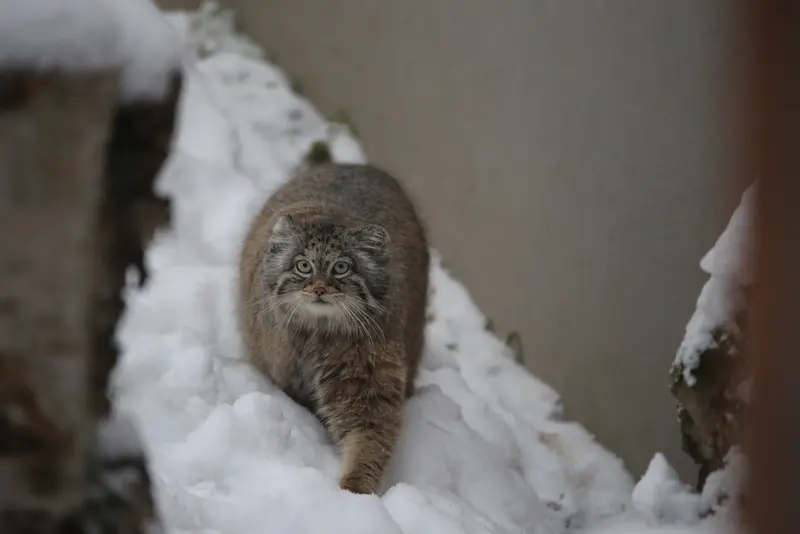 A photograph of Ula in Gdansk Zoo