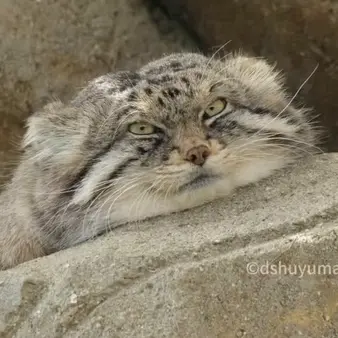 A photograph of Iris in Kobe Oji Zoo