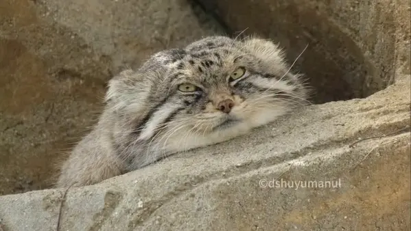A photograph of Iris in Kobe Oji Zoo
